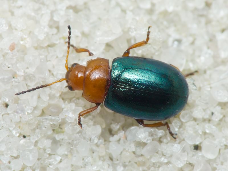 Podagrica menetriesi (Faldermann, 1837)